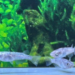 【メダカ】和墨白銀　雌3匹の画像