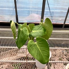 観葉植物4鉢セットモンステラ、コンシンネ、フィロデンドロン、ブラッサイアの画像