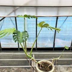 観葉植物4鉢セットモンステラ、コンシンネ、フィロデンドロン、ブラッサイアの画像