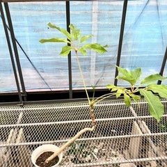 観葉植物4鉢セットモンステラ、コンシンネ、フィロデンドロン、ブラッサイアの画像