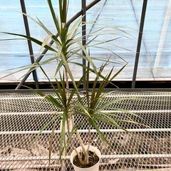 観葉植物4鉢セットモンステラ、コンシンネ、フィロデンドロン、ブラッサイアの画像