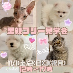 🐶わんにゃん里親フリー見学会🐱