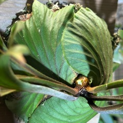 ビカクシダ  リドレイの画像