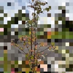 【無料】ヤマボウシ、エレガンテシマ、ヒイラギ、イチョウの画像