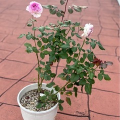 バラ　大苗　キルケ　ロサオリエンティスの画像