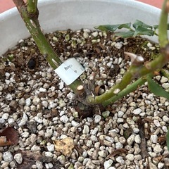 バラ　大苗　キルケ　ロサオリエンティスの画像