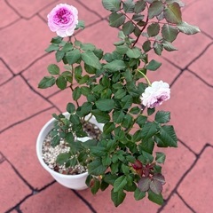 バラ　大苗　キルケ　ロサオリエンティスの画像