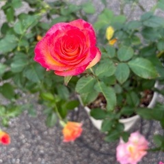 バラ苗　トゥルーシンシアリティの画像