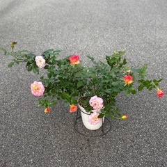 バラ苗　トゥルーシンシアリティの画像