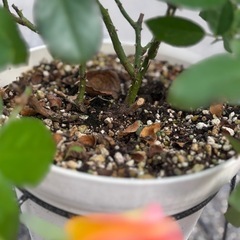 バラ苗　トゥルーシンシアリティの画像