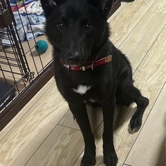 雑種、1歳から2歳、可愛い子です。