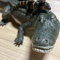 ワニ　ソフビ　飾りの画像