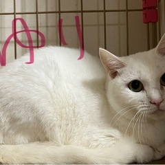 急募！ゆりちゃん募集中！