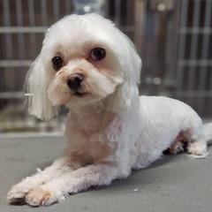 検討中！！マルチーズ︎︎ ♀4歳