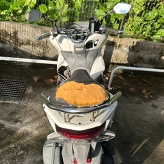 PCX JF81　の画像
