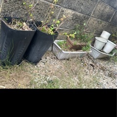 ✳️最終残りこれだけになりました。✳️再々投稿➡️　陶器やプラスチックの鉢やプランターなどの画像