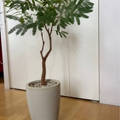 【急募/格安】エバーフレッシュ7号　鉢付きの画像