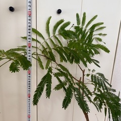 【急募/格安】エバーフレッシュ7号　鉢付きの画像