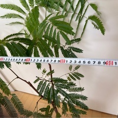 【急募/格安】エバーフレッシュ7号　鉢付きの画像