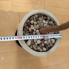 【急募/格安】エバーフレッシュ7号　鉢付きの画像