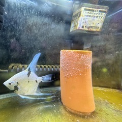 エンゼルフィッシュ　ペア　　の画像