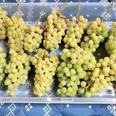 期間限定　シャインマスカットの画像