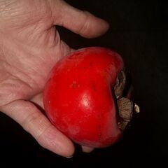 完熟渋柿。冷凍しました。の画像