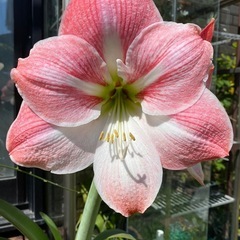 新春に咲く花の苗や球根、未使用のグラスや食器の画像