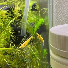 イエローシュリンプ➕他　合計10匹　メス入りの画像