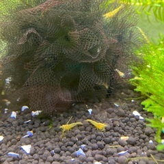 イエローシュリンプ➕他　合計10匹　メス入りの画像