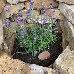 アンティークレンガ　オールドロンドンイエロー 中古 1個¥300 の画像