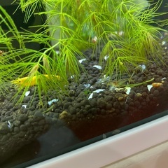 イエローシュリンプ➕他　合計10匹　メス入りの画像