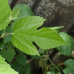 桑の木、桑の葉