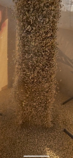 令和7年度産　新米ハツシモ　玄米30キロ　1等米級　減農薬　有機肥料