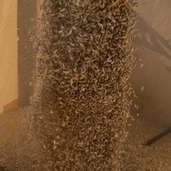 令和7年度産　新米ハツシモ　30キロ　1等米級　減農薬　有機肥料の画像