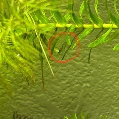 イエローシュリンプ➕他　合計10匹　メス入りの画像