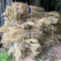 ⭐️稲藁　無農薬で籾殻くん炭と山水だけで作りましたの画像