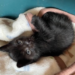 ビッグなおっとりタイプ　黒猫♂