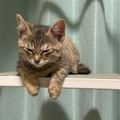 【保護猫】毛布大好き  茶トラ♀ 生後半年くらい