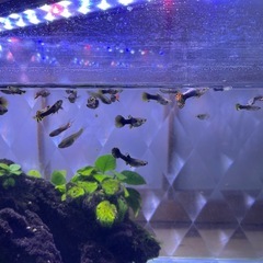 水槽生体セットの画像