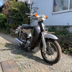 リトルカブの画像