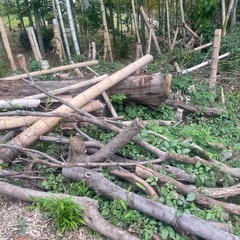 丸太　木材　薪の画像