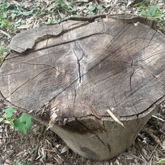 丸太　木材　薪の画像