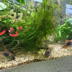 熱帯魚恵庭　元気で色のり抜群‼️期間限定特価❗️コリドラスベネズエラオレンジ 1匹→400円　6匹2000円　10匹→3500円  の画像