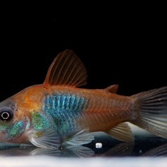 熱帯魚恵庭　元気で色のり抜群‼️期間限定特価❗️コリドラスベネズエラオレンジ 1匹→400円　6匹2000円　10匹→3500円  の画像