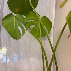 モンステラ　鉢付きの画像