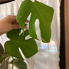 モンステラ　鉢付きの画像