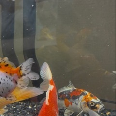 錦鯉(紅白)の画像