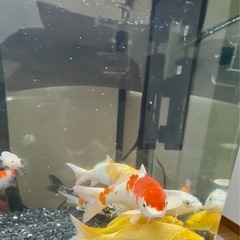 錦鯉(紅白)の画像