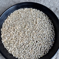 完売いたしました。（新米）令和7年度産ヒノヒカリの画像